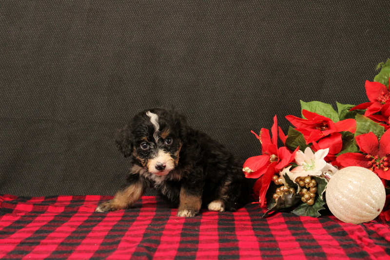 puppy, for, sale, Mini Bernadoodle F2, Matthew B. Stoltzfus, dog, breeder, Gap, PA, dog-breeder, puppy-for-sale, forsale, nearby, find, puppyfind, locator, puppylocator, aca